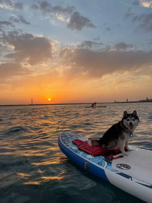 Серф станция Sup Sochi Surfing
