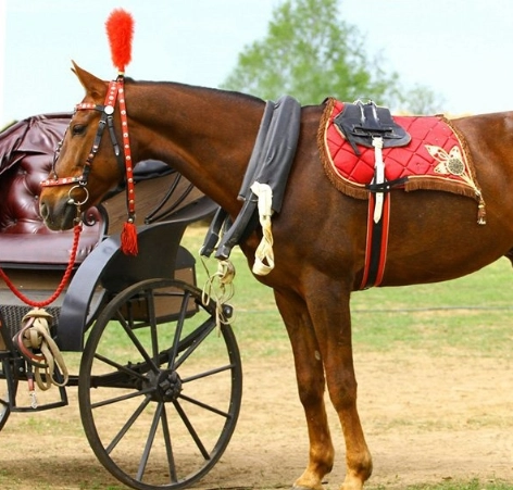 конный клуб "Western Horse"