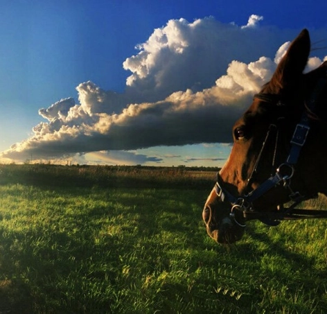 конный клуб "Western Horse"