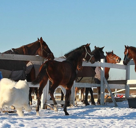 конный клуб "Western Horse"