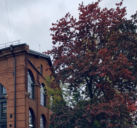 Каток в Новой Голландии