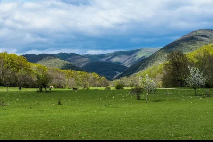 Жокей Конные Прогулки