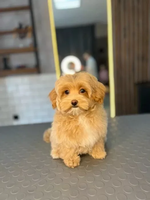 Зоосалон "The Pet Loft"