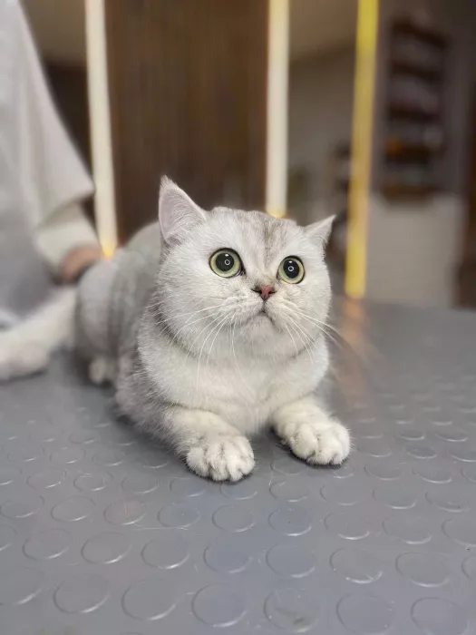 Зоосалон "The Pet Loft"