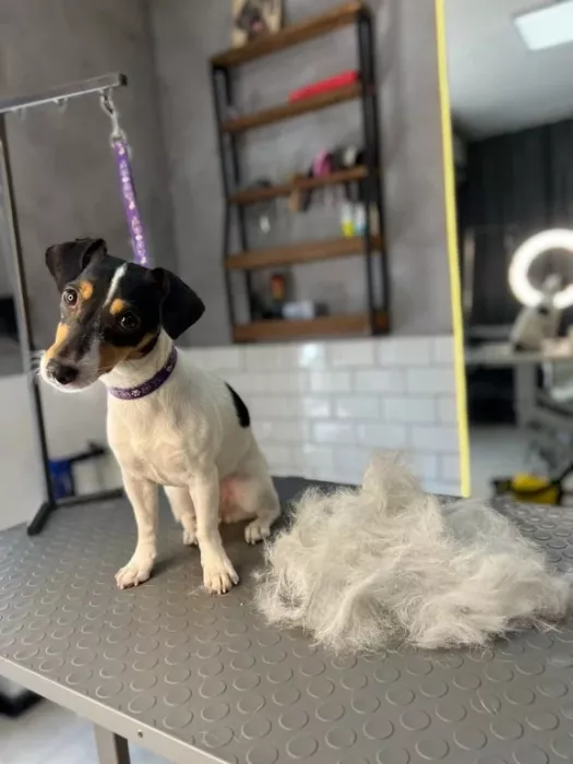 Зоосалон "The Pet Loft"