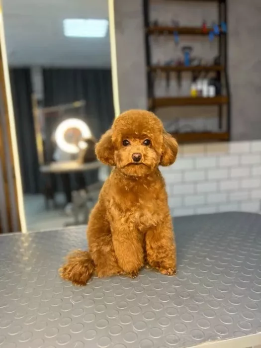 Зоосалон "The Pet Loft"