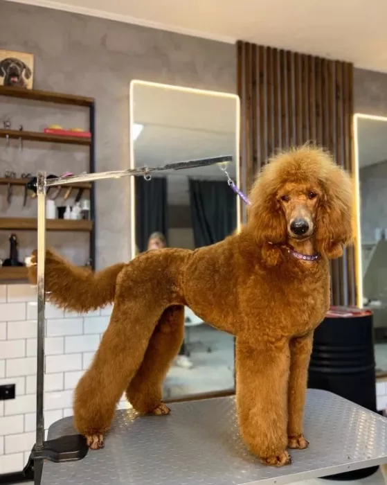 Зоосалон "The Pet Loft"