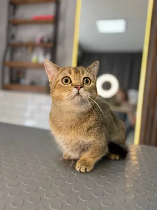 Зоосалон "The Pet Loft"