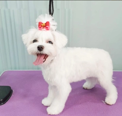 Студия груминга "Nicole"
