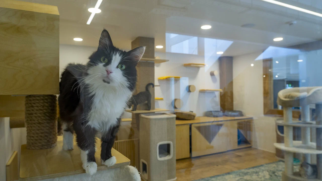 Ветклиника "Vetcity Clinic"