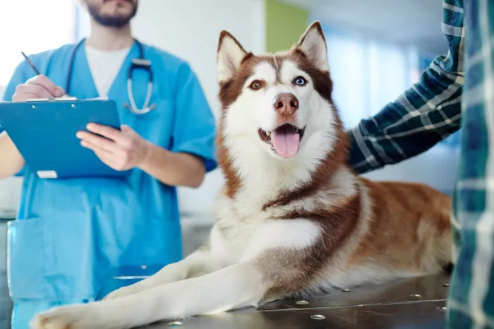 Ветеринарная клиника "Luna Veterinary Clinic"