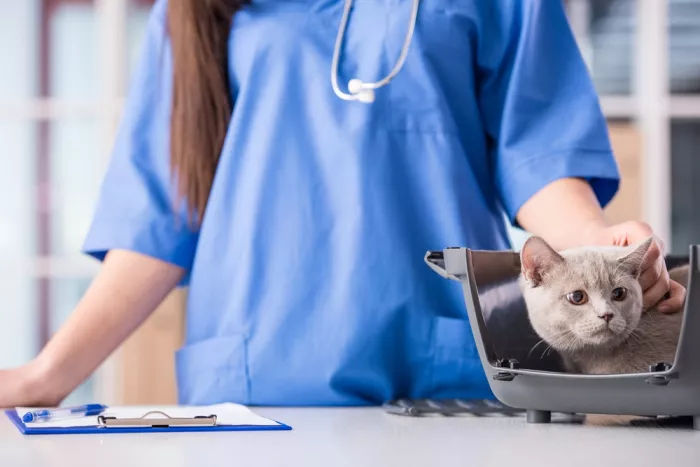 Ветеринарная клиника "Çallı Veteriner Kliniği"