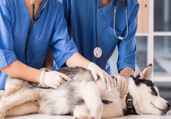 Ветеринарная клиника "Çallı Veteriner Kliniği"