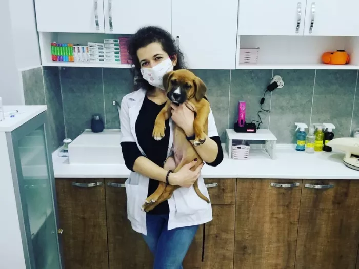 Ветеринарная клиника "Viki Veteriner Kliniği"