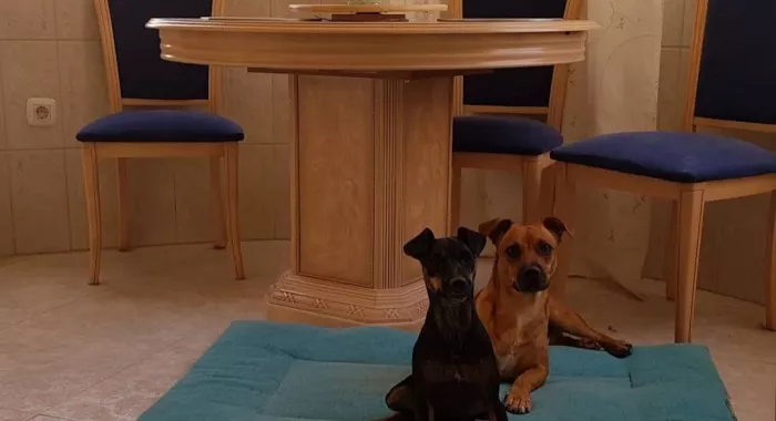 Ветеринария "Clínica Veterinaria San Esteban"