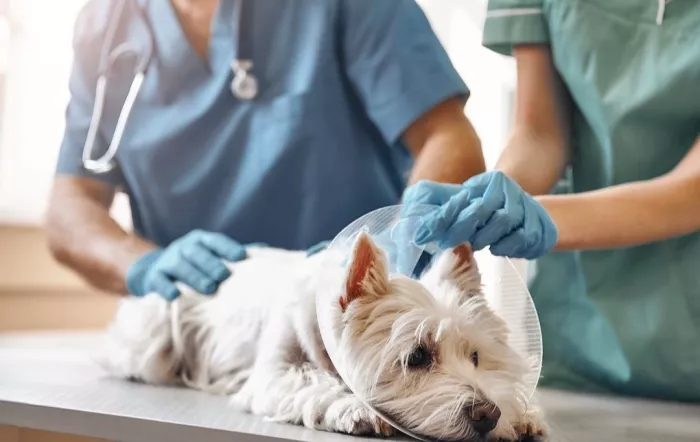 Ветеринарная клиника "Veterenario DocVet"