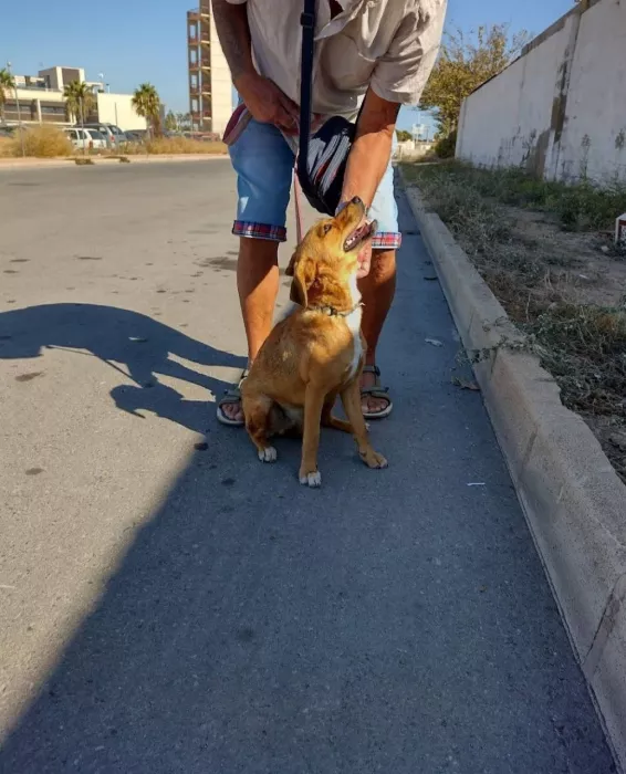 Приют "Animal Shelter Torrevieja"