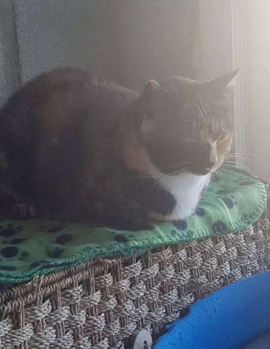 Приют "Animal Shelter Torrevieja"