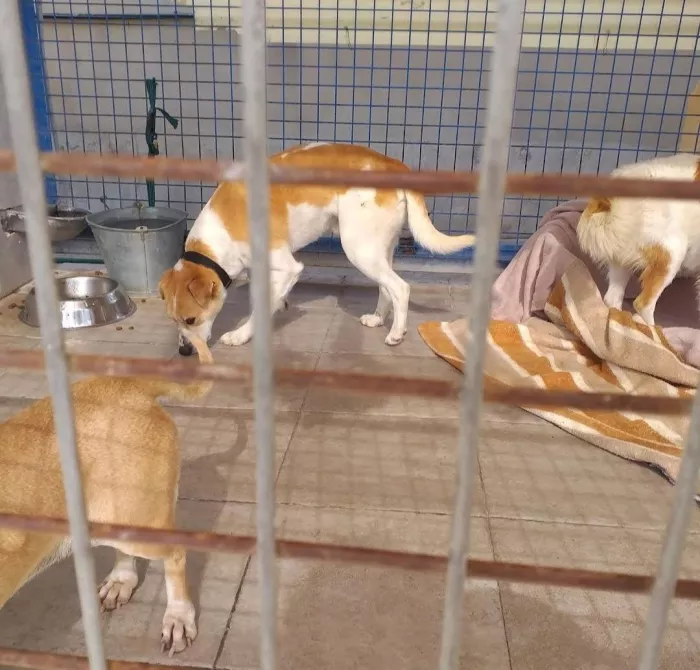Приют "Animal Shelter Torrevieja"