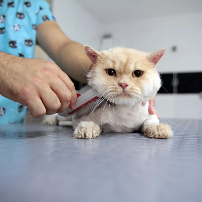 Груминг-салон  " Petzz Kuaför - Kedi Köpek Pet Kuaförü"