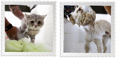 Груминг-салон  " Petzz Kuaför - Kedi Köpek Pet Kuaförü"