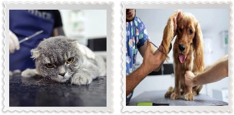Груминг-салон  " Petzz Kuaför - Kedi Köpek Pet Kuaförü"