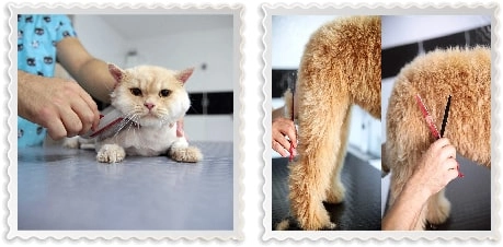 Груминг-салон  " Petzz Kuaför - Kedi Köpek Pet Kuaförü"