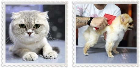 Груминг-салон  " Petzz Kuaför - Kedi Köpek Pet Kuaförü"