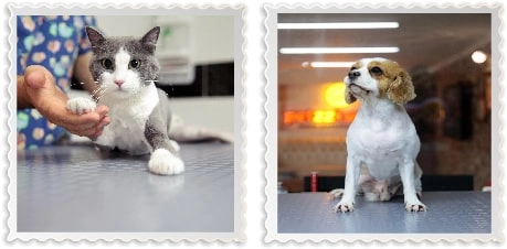 Груминг-салон  " Petzz Kuaför - Kedi Köpek Pet Kuaförü"