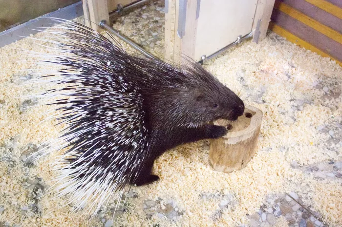 Контактный zooпарк