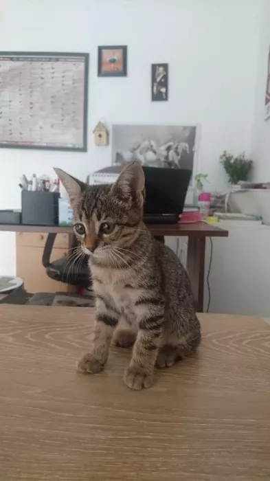 Ветеринарная клиника "Lykia Veteriner Kliniği"