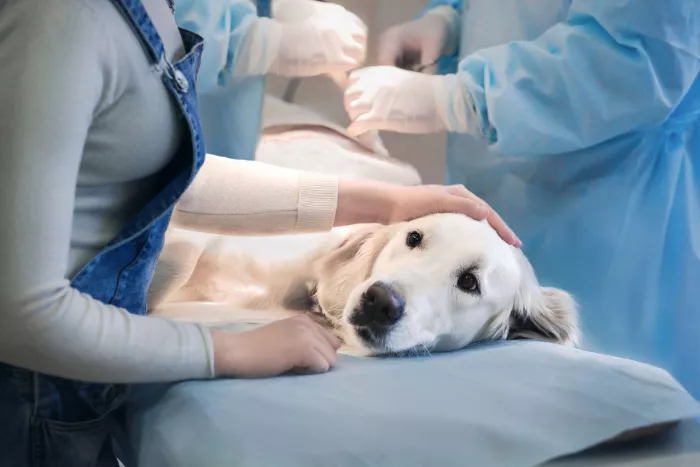 Ветеринарная клиника "International Veterinary Clinic"