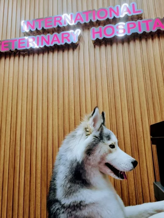 Ветеринарная клиника "International Veterinary Clinic"