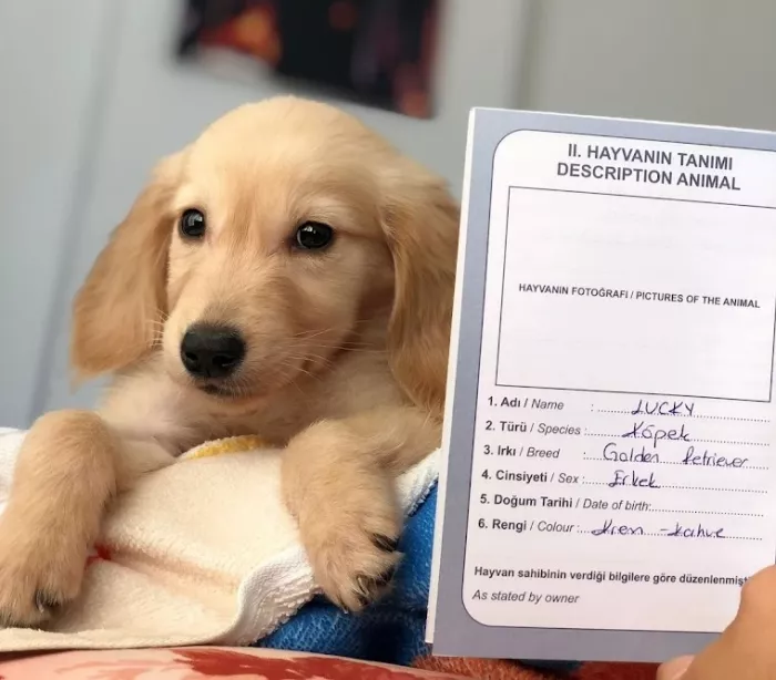 Ветеринарная клиника "Kundu Veteriner Kliniği"