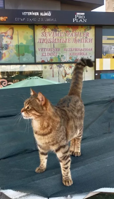 Ветеринарная клиника "SEVİMLİ PATİLER VETERİNER KLİNİĞİ"