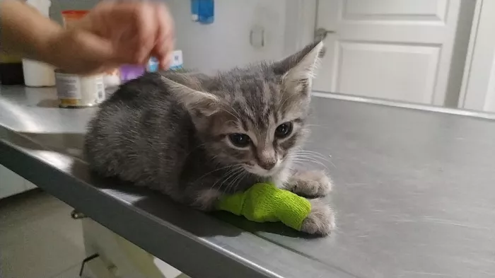Ветеринарная клиника "Alp Veteriner Kliniği"