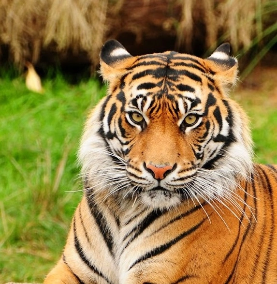 Зоопарк "Antalya Zoo"