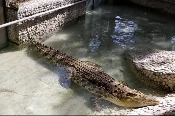 Зоопарк "Antalya Zoo"
