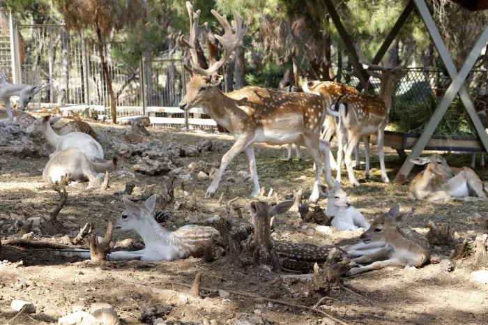 Зоопарк "Antalya Zoo"