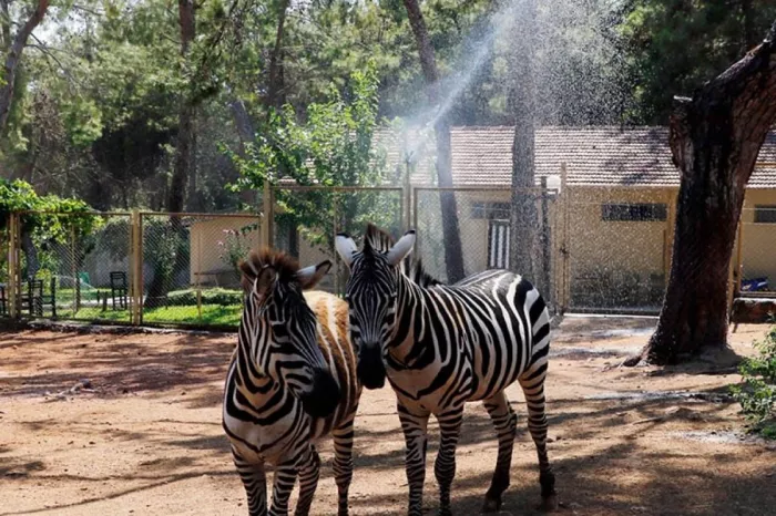 Зоопарк "Antalya Zoo"