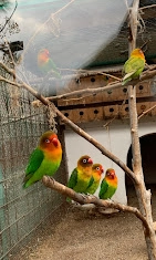 Зоопарк "Antalya Zoo"