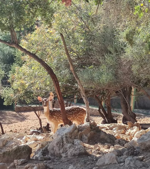Зоопарк "Antalya Zoo"