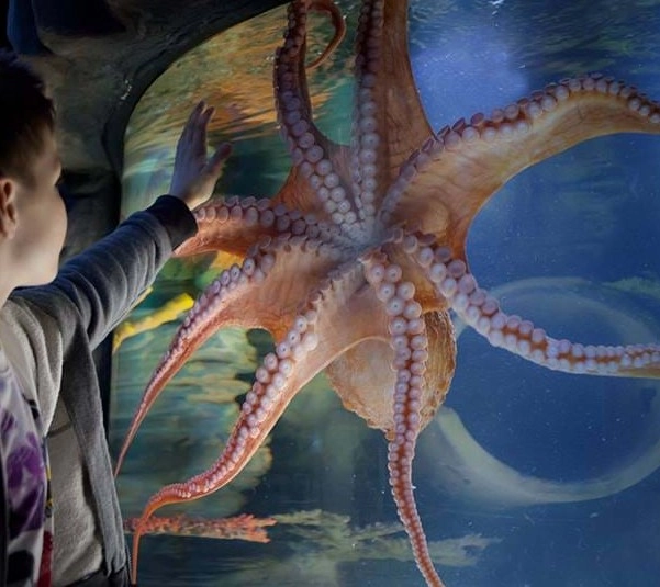Океанариум "Sea Life"