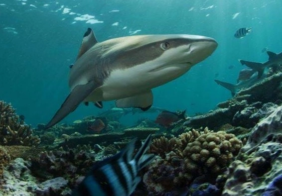 Океанариум "Sea Life"