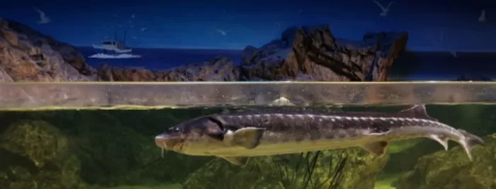 Океанариум "Sea Life"