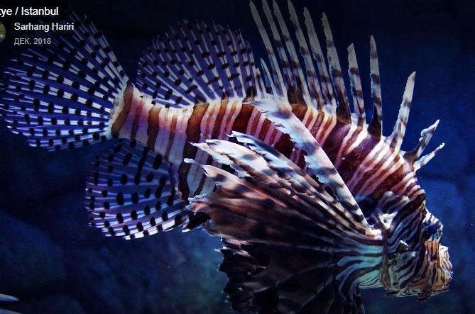 Океанариум "Sea Life"