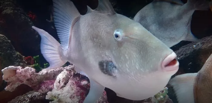 Океанариум "Sea Life"