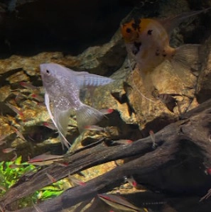 Океанариум "Sea Life"