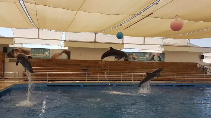 Шоу дельфинов "Aksu Dolphinarium"
