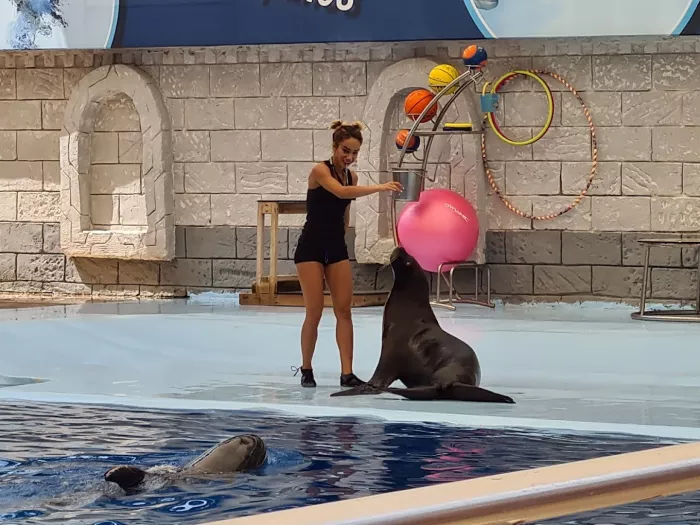 Шоу дельфинов "Aksu Dolphinarium"